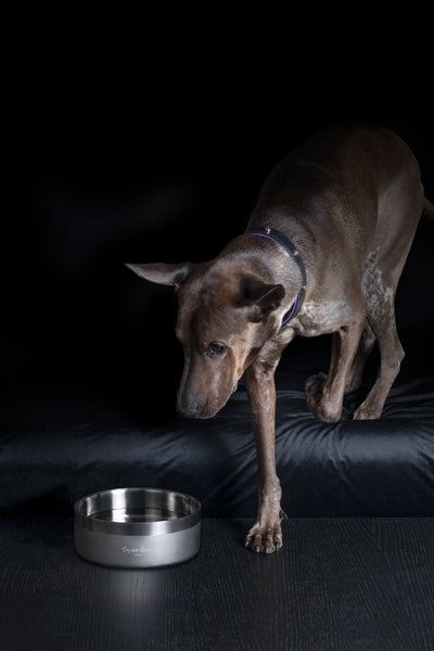 gun metal dog bowl