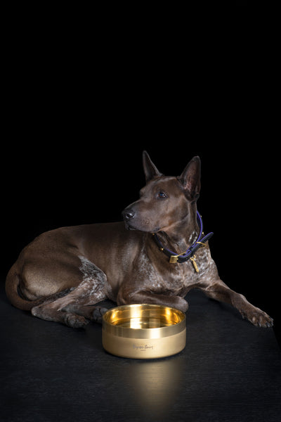 brass dog bowl