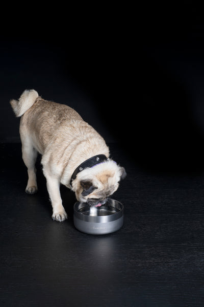 gun metal dog bowl