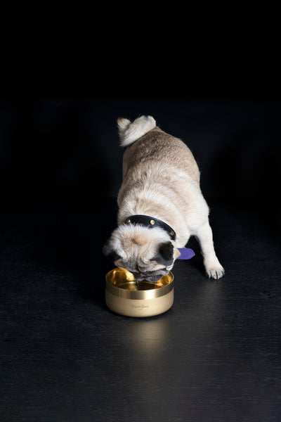 brass dog bowl